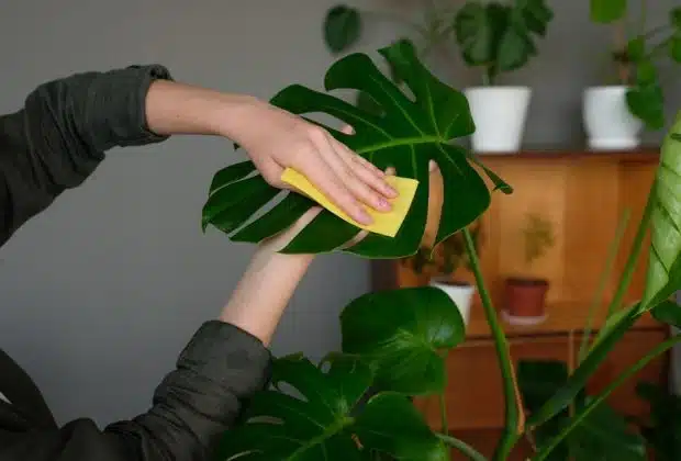 La Monstera Deliciosa, une plante aux nombreux bienfaits